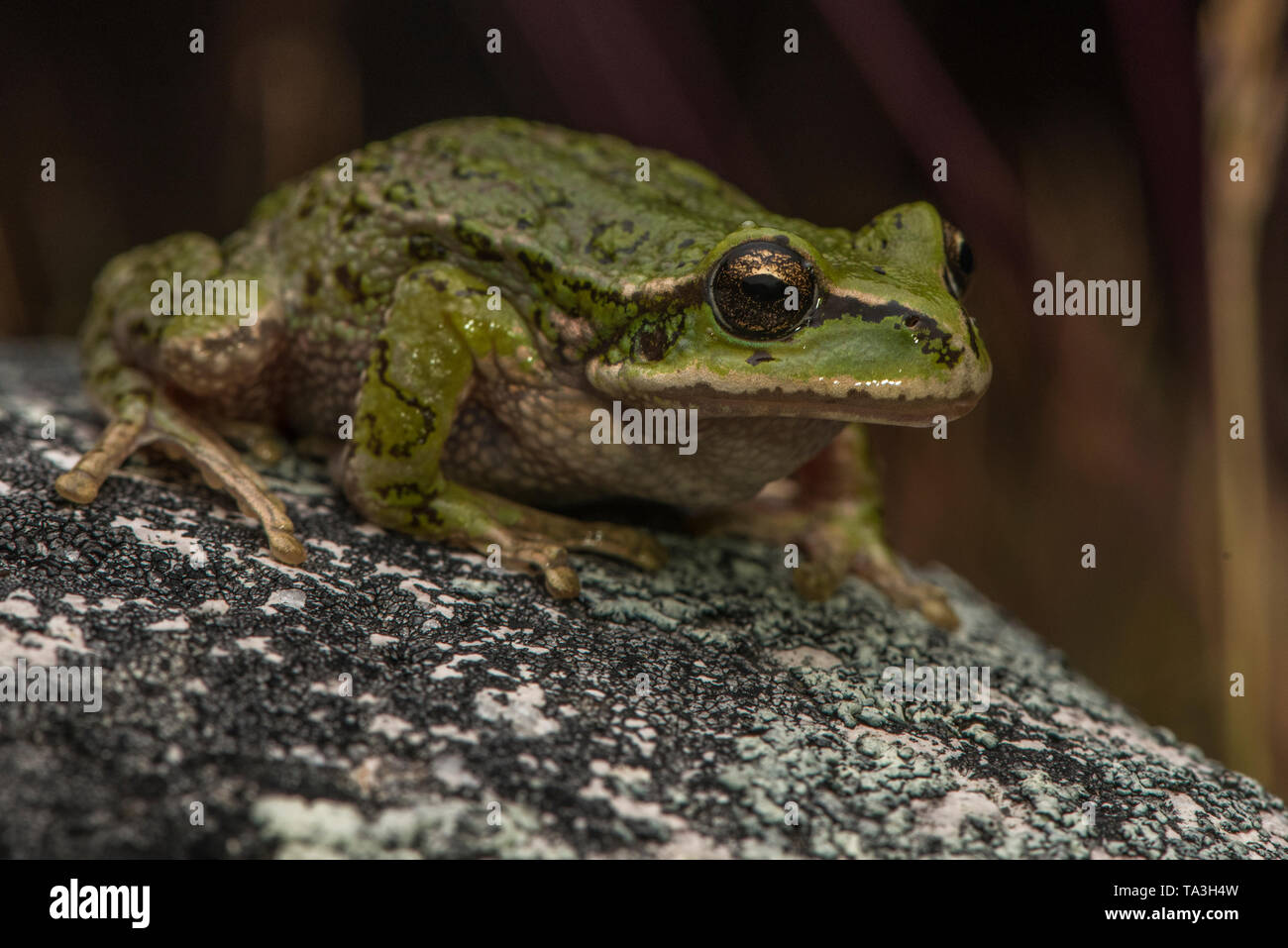 A common marsupial frog (Gastrotheca marsupiata) from high elevation Andes in Peru. Stock Photo