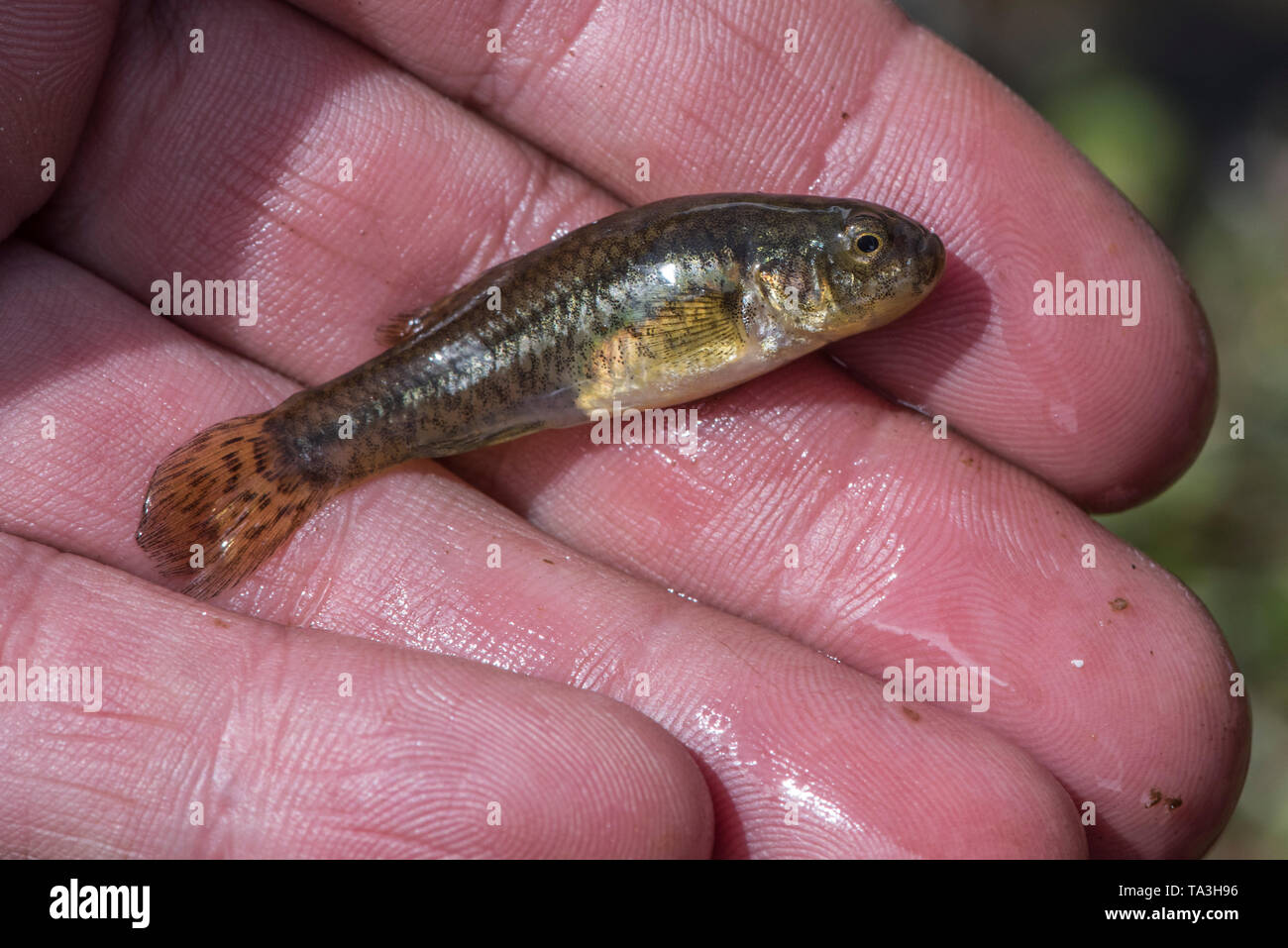 A pupfish (Orestias sp.) from the high elevation Andes in Southern Peru. Fish in this genus are nearly all threatened and endemic to small areas. Stock Photo