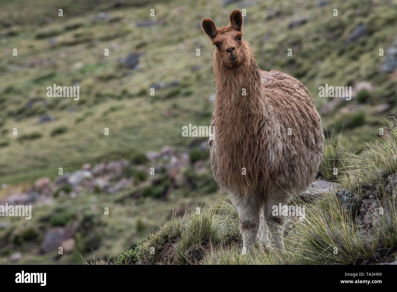 A domestic llama (Lama glama) from the puno of the high Andes in Southern Peru.  Their fur will be used to knit sweaters and hats. Stock Photo