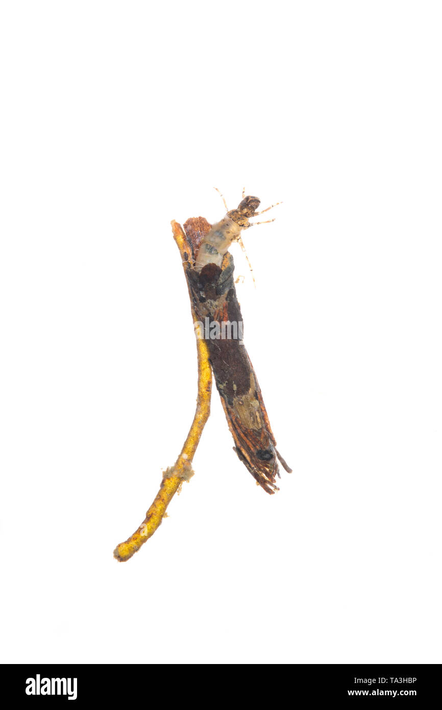 Caddis larva UK Stock Photo Alamy