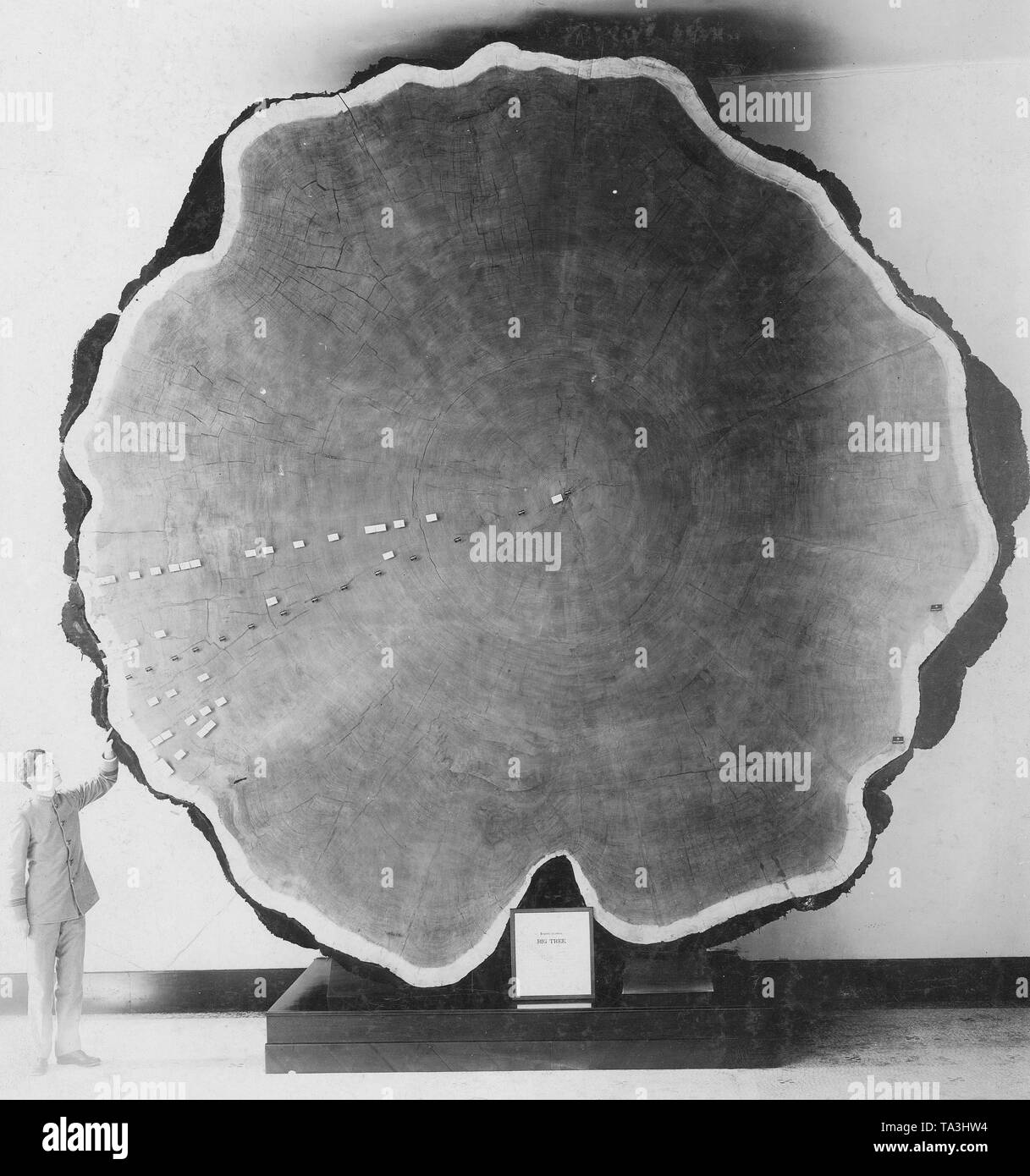 Giant sequoia tree rings Black and White Stock Photos & Images Alamy