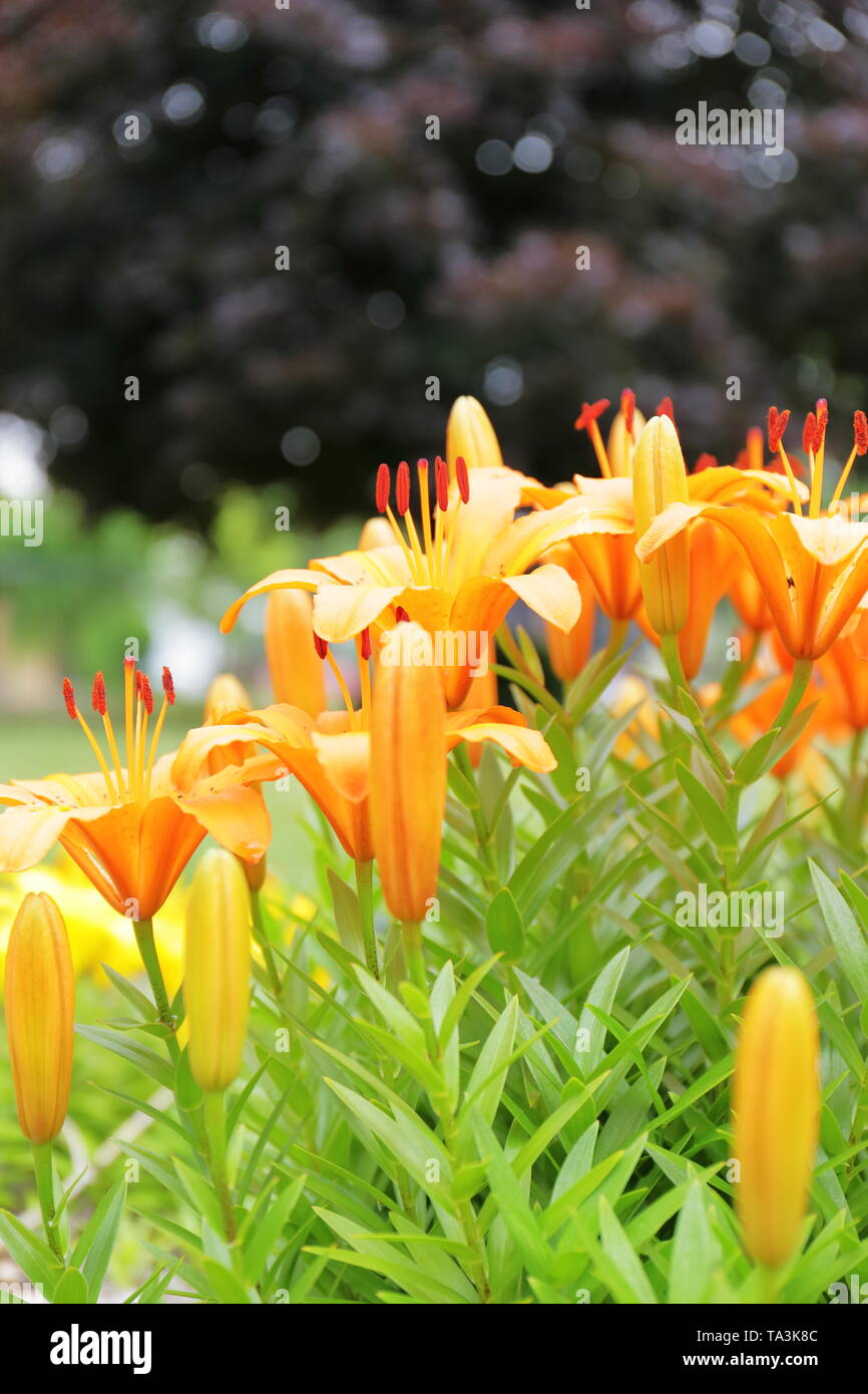 Orange lilies in a yard with crimson king maple in background Stock Photo
