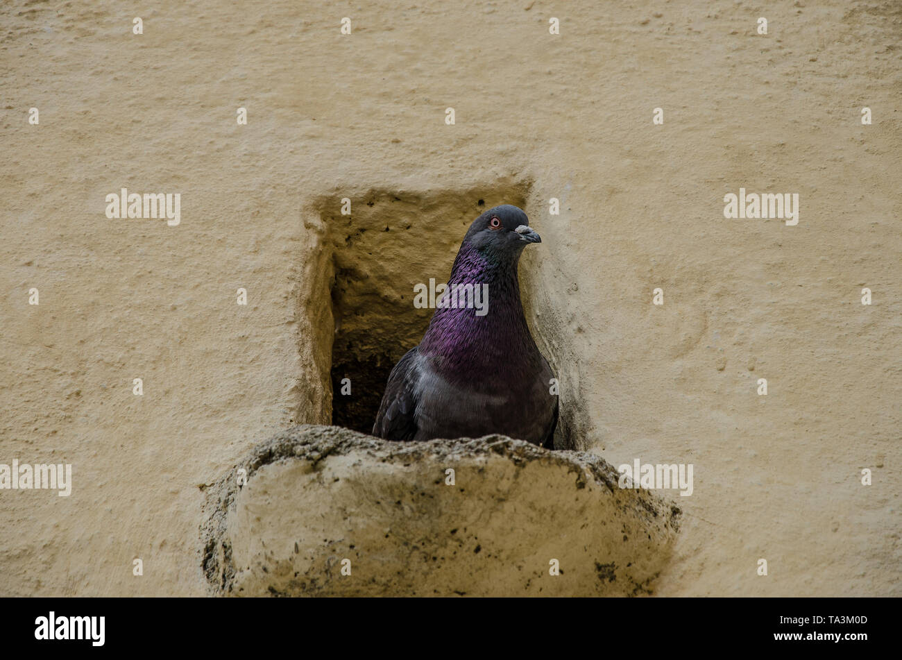 Pigeons build a flimsy platform nest of straw and sticks, put on ledge, under cover, often located on the window ledges of buildings. Stock Photo