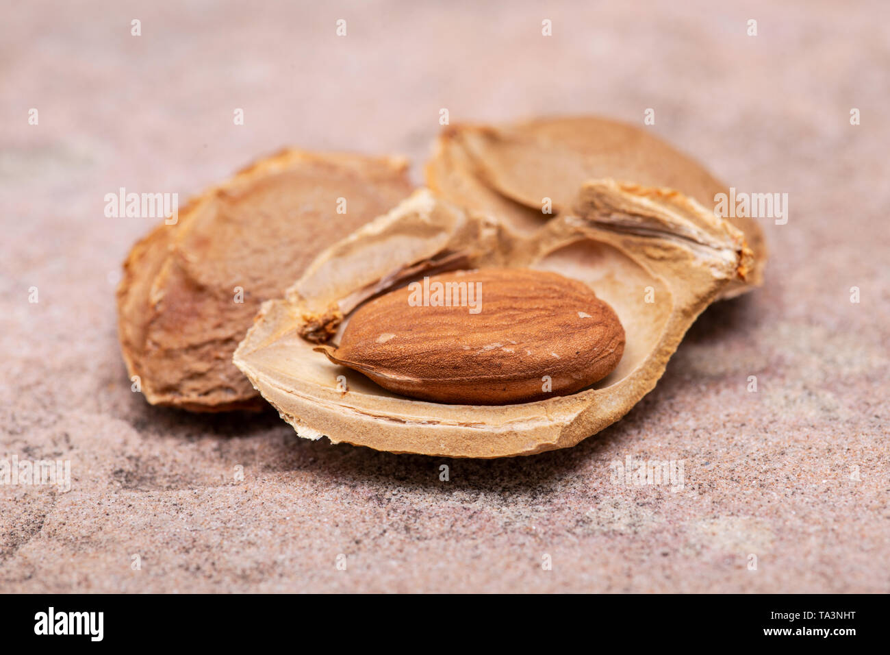 Dried Apricot Kernels (the seed of an apricot, often called a 'stone') on natural stone background. Amygdalin. Vitamin B17. Stock Photo