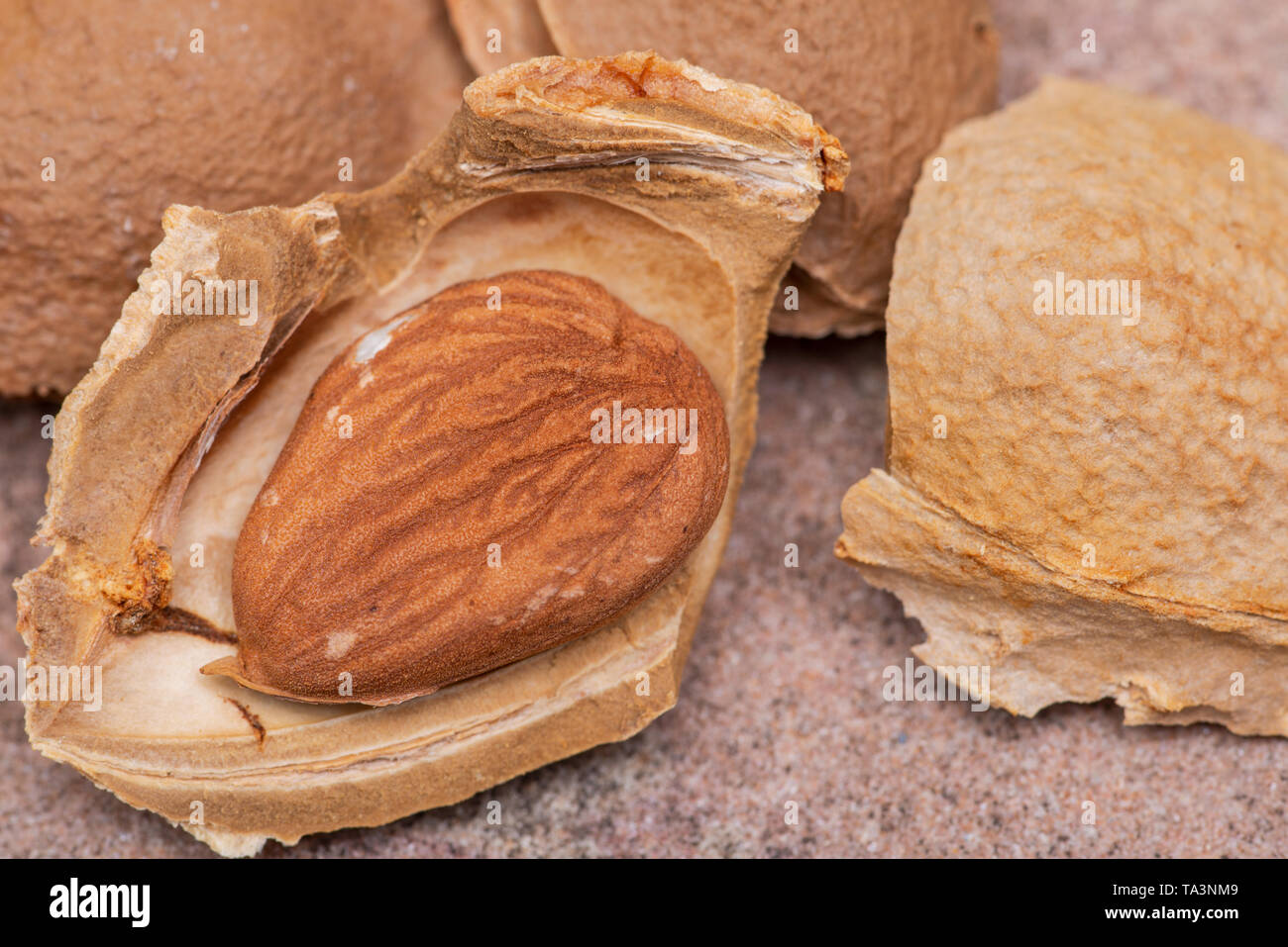 Dried Apricot Kernels (the seed of an apricot, often called a 'stone') on natural stone background. Amygdalin. Vitamin B17. Stock Photo