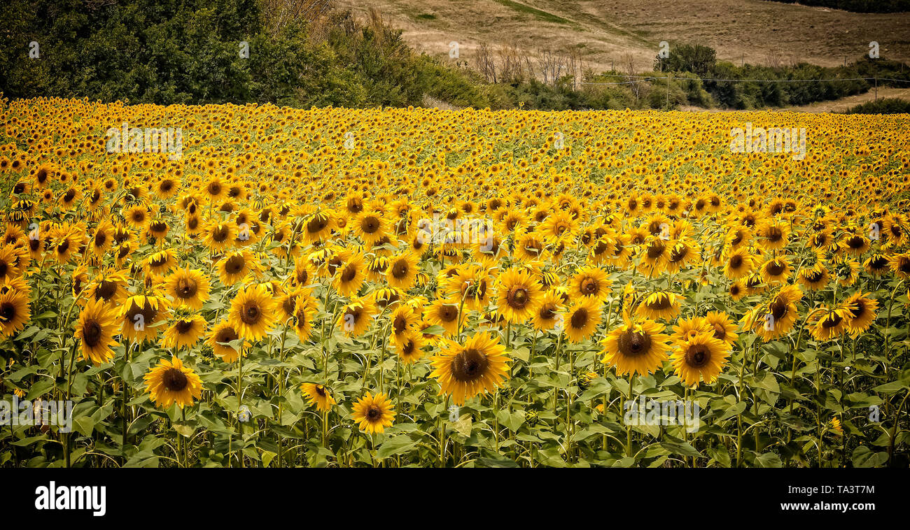 Huge field of Tuscan sunflowers face the sun Stock Photo Alamy