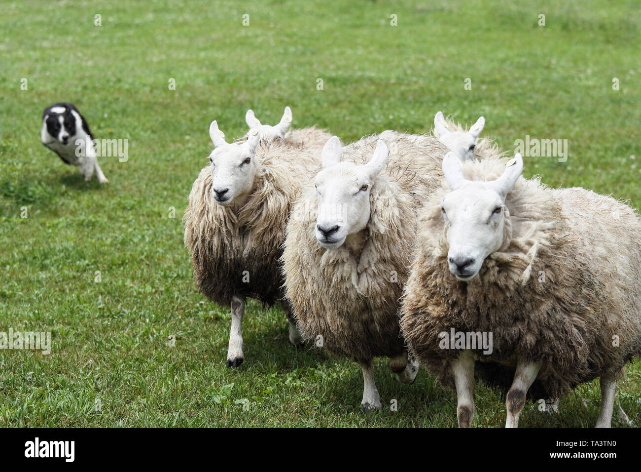 Herding dog and sheep Stock Photo