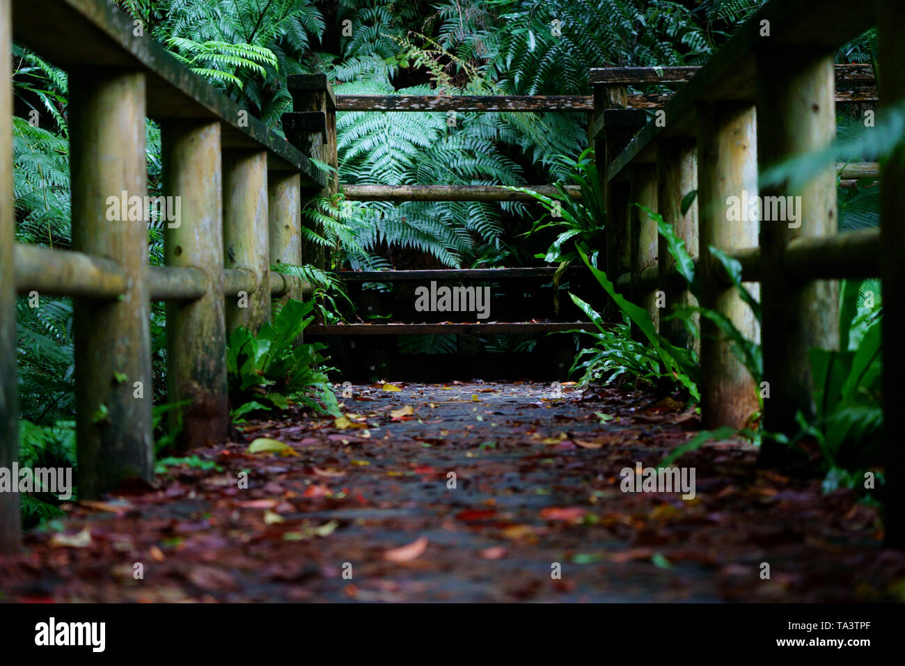 Path in Jungle Stock Photo - Alamy