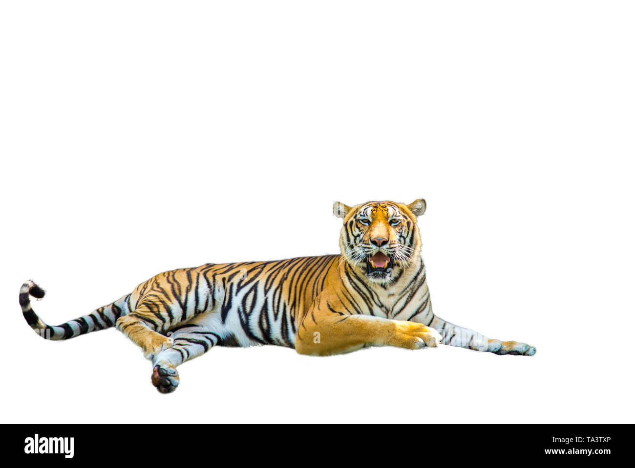 Tiger pictures on white background have different verbs. Stock Photo