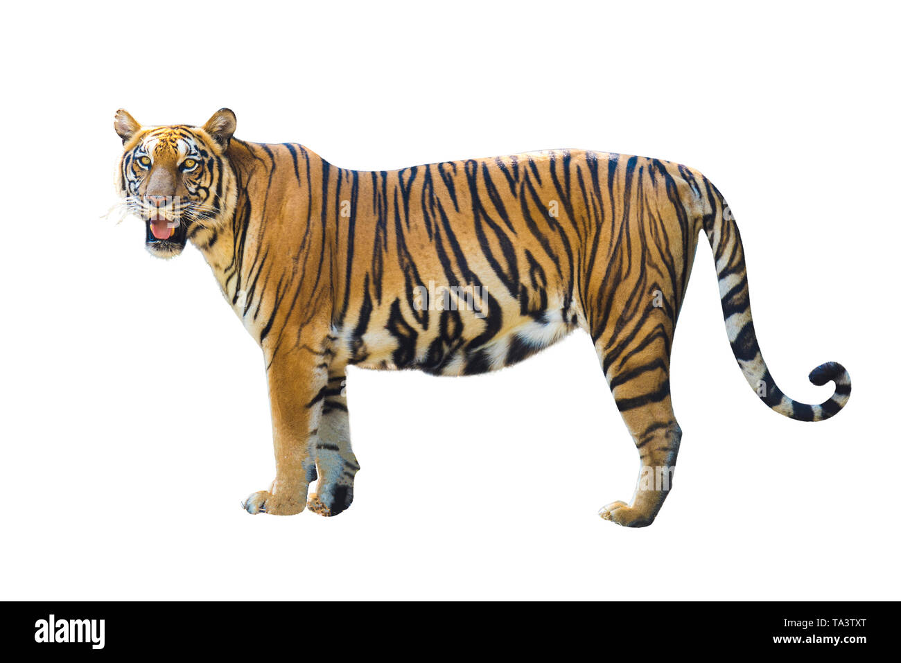 Tiger pictures on white background have different verbs. Stock Photo