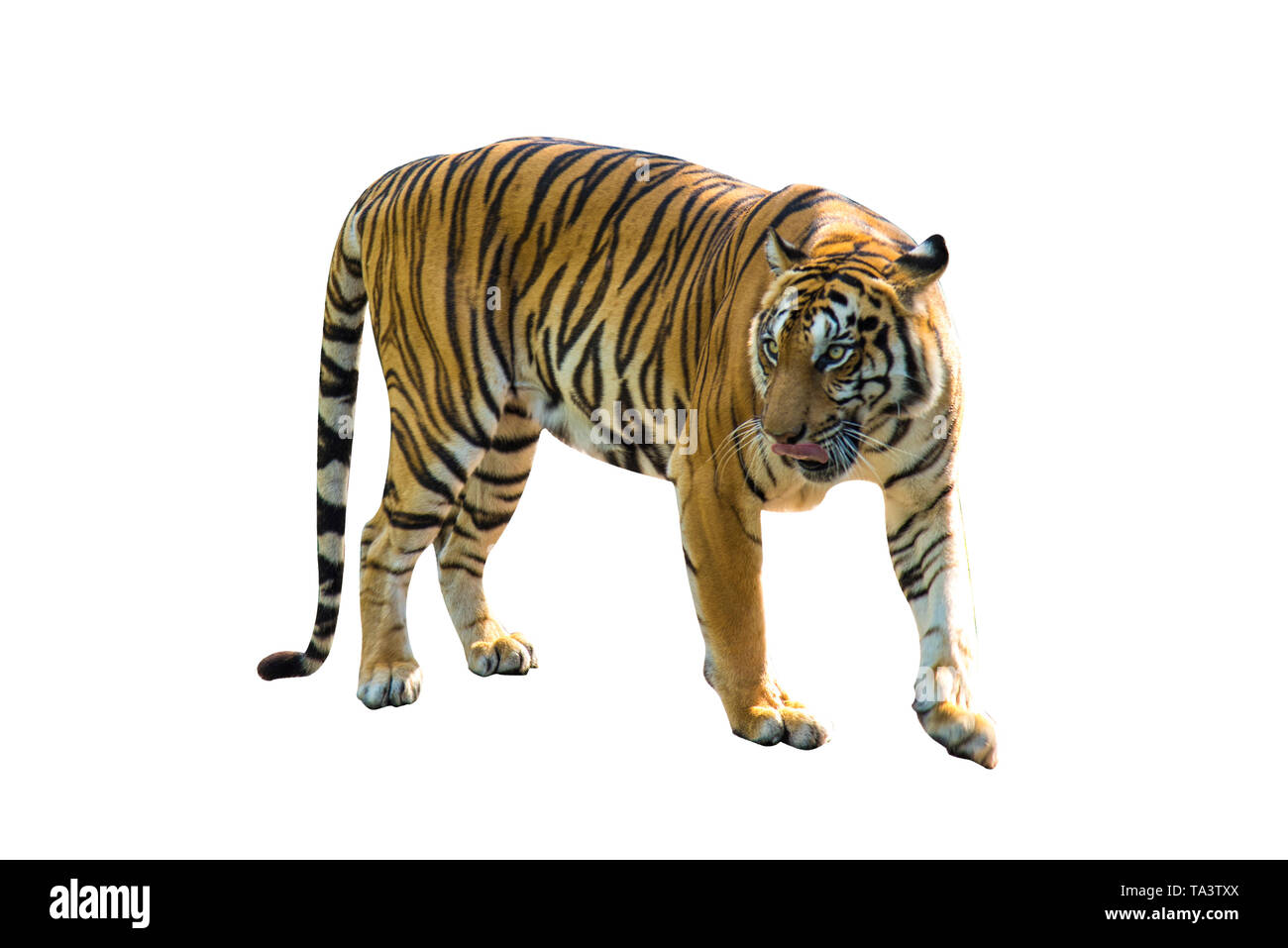 Tiger pictures on white background have different verbs Stock Photo - Alamy