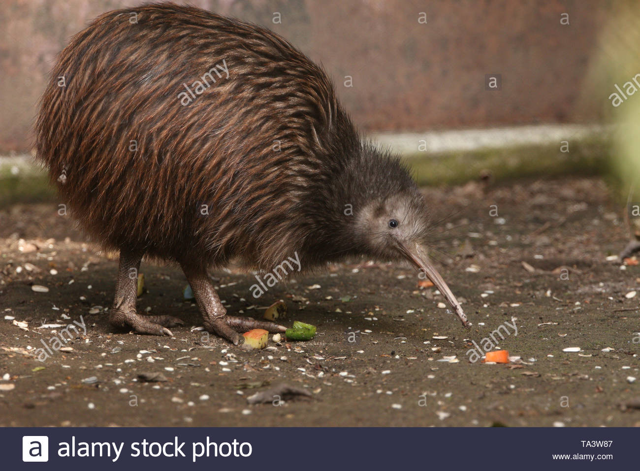 North Island Brown Kiwi Stock Photos North Island Brown