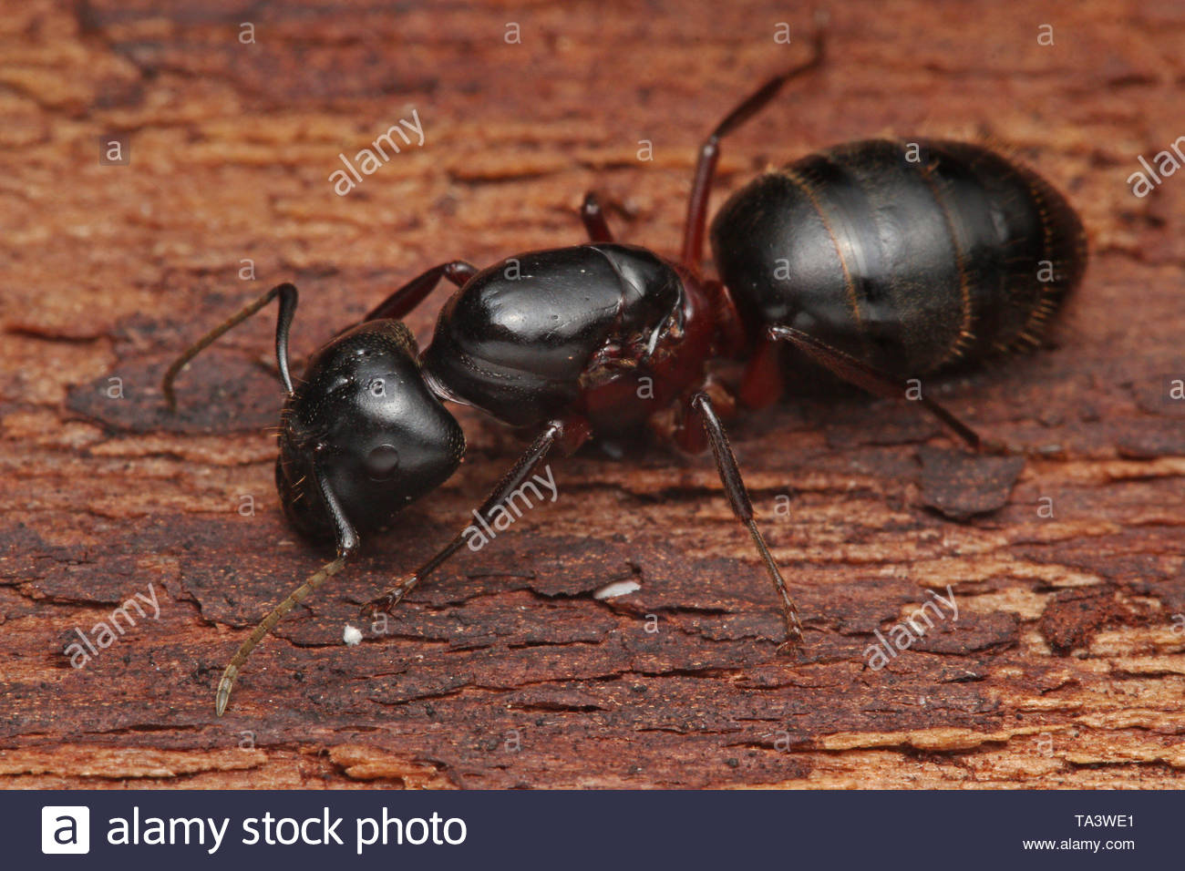 Queen Ant Stock Photos & Queen Ant Stock Images Alamy