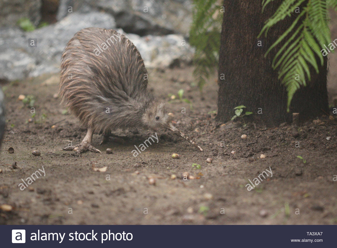 Kiwi Bird New Zealand High Resolution Stock Photography and Images - Alamy