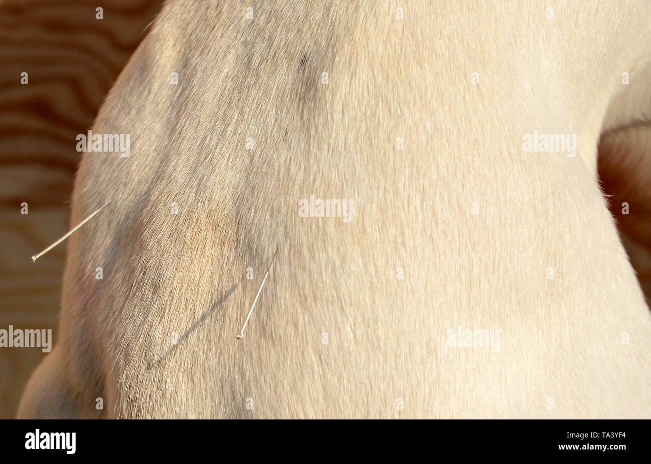 Closeup on a white dog's loin with acupuncture needles. Stock Photo