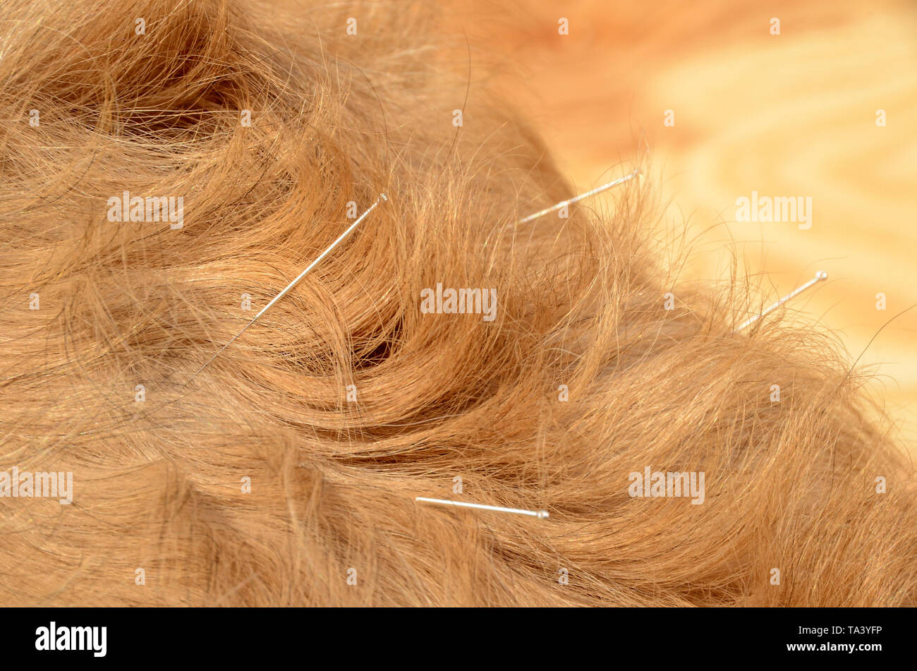 Closeup on a lightbrown longcoated dog's loin with acupuncture needles. Stock Photo