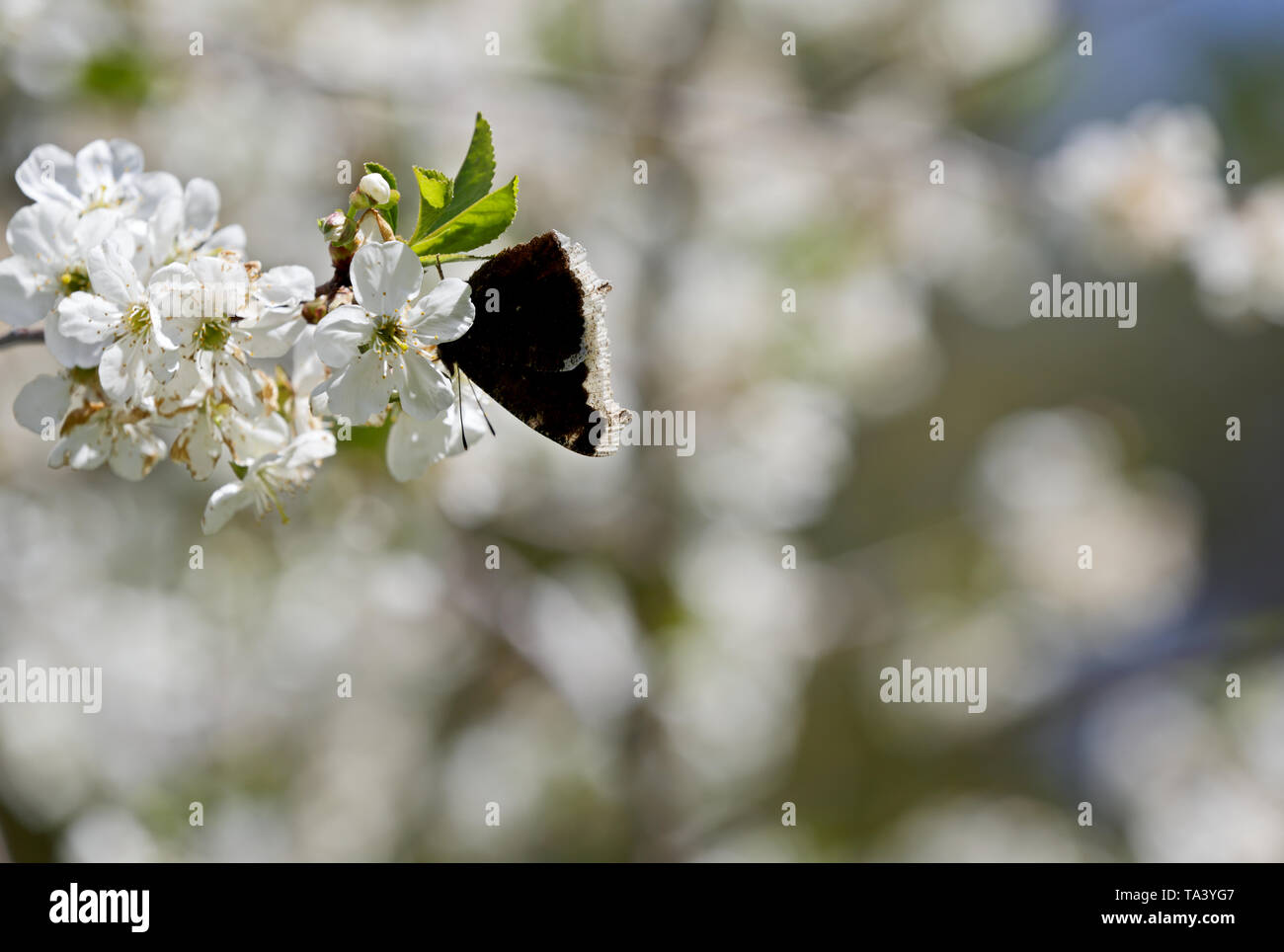 Nymphalis antiopa (Mourning Cloak or Camberwell beauty) on a beautiful  cherry branch in spring Stock Photo