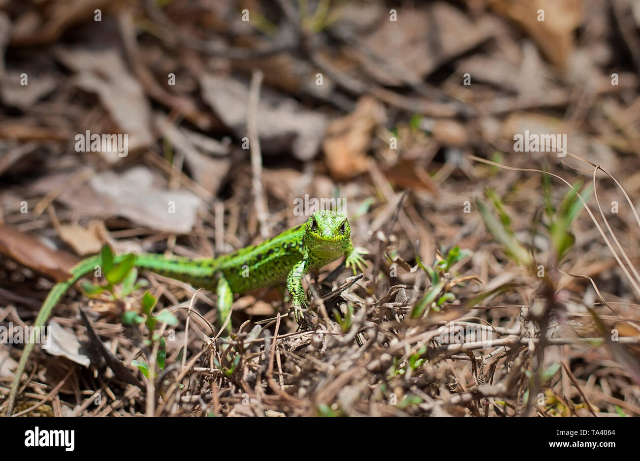 little green lizard. lizard in the forest Stock Photo