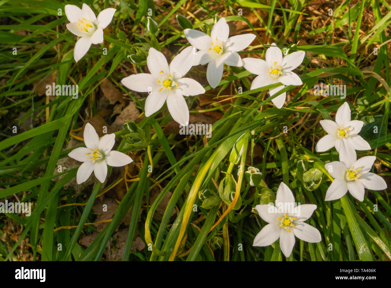 the star-shaped white flowers of Star-of-Bethlehem(Ornithogalum) Stock Photo