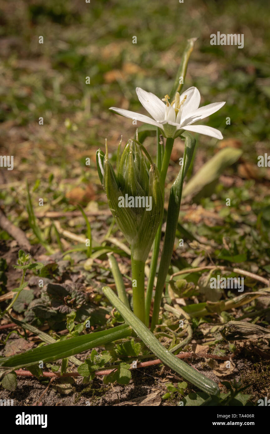 Single Star-of-Bethlehem white flower (Ornithogalum) - side view Stock Photo