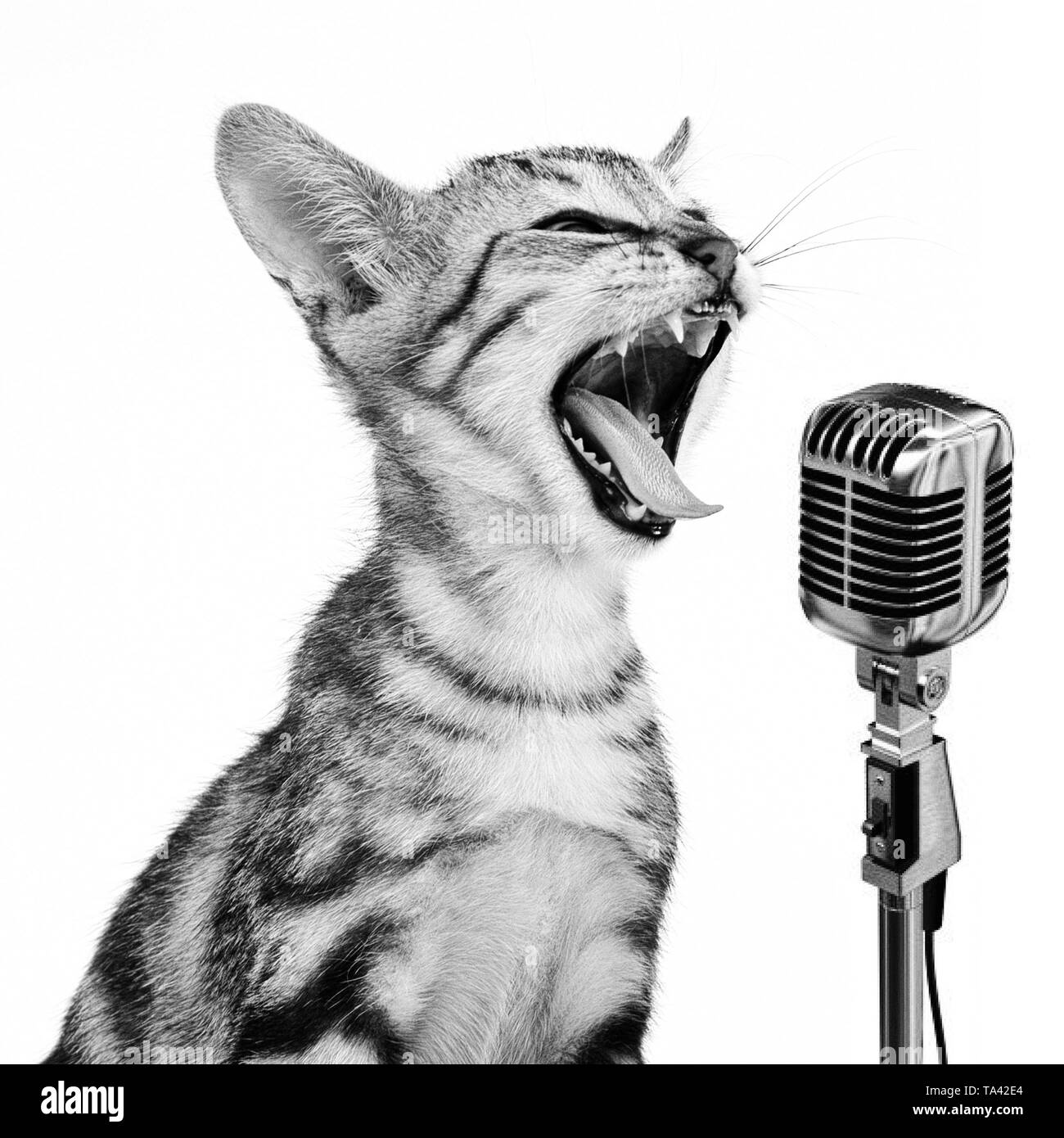 Portrait of a kitten singing into a microphone in a studio Stock Photo -  Alamy