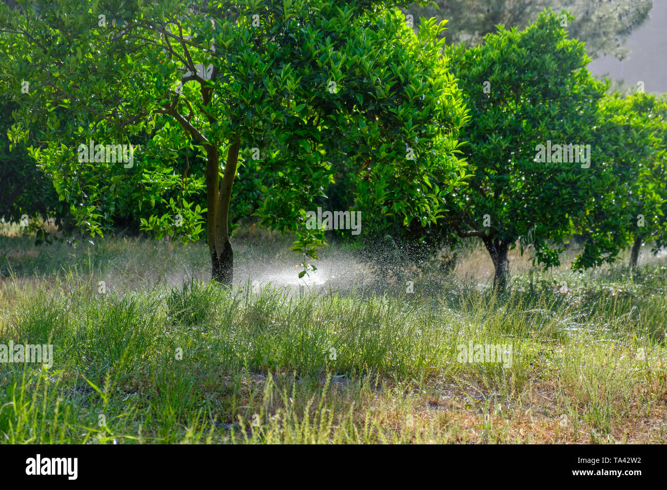 Irrigation system the trees in the orange garden Stock Photo