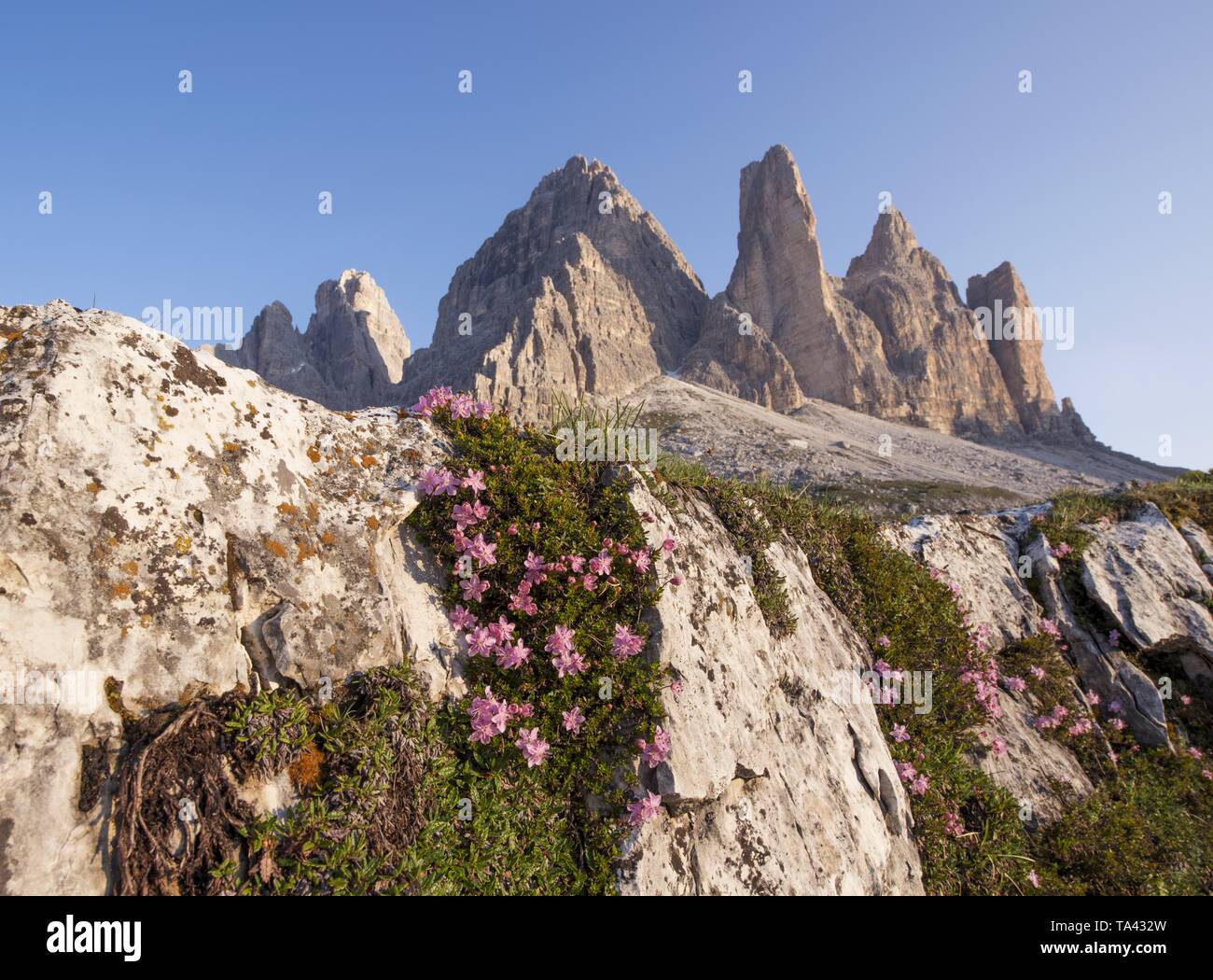 Rocky mountains with flowers and moss on a rock Stock Photo