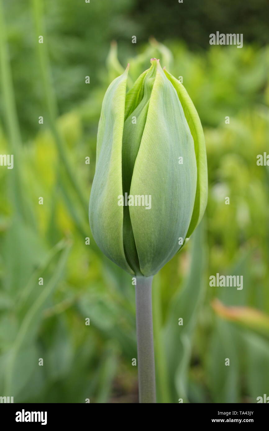 Tulipa 'Evergreen'. Pure green blooms of Evergreen tulip - UK Stock Photo
