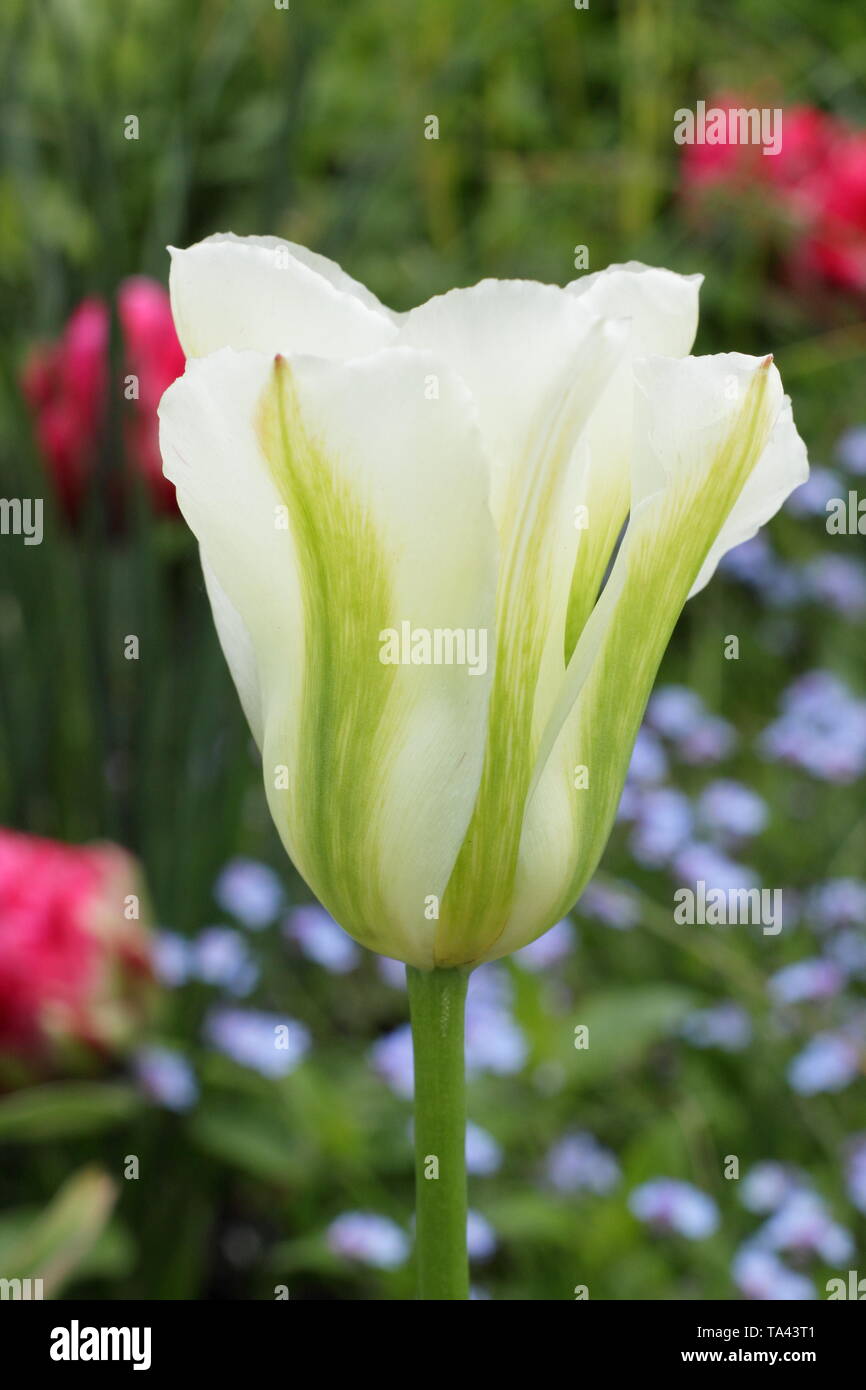 Tulipa 'Spring Green'.  Elegant white and green tulip. AGM Stock Photo