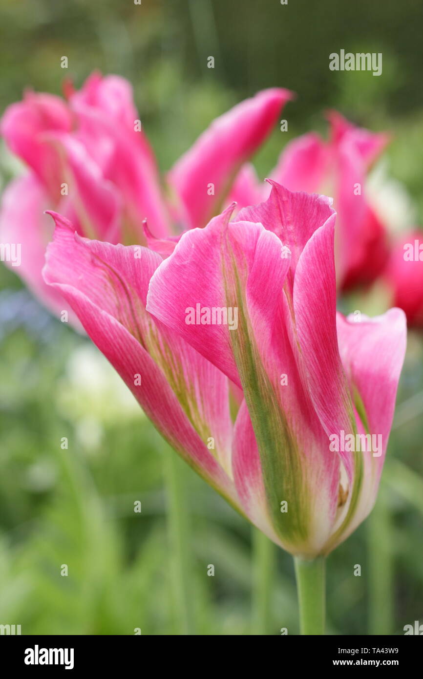 Tulipa 'Florosa'. Tall, elegant blooms of Florosa tulip in a UK garden Stock Photo