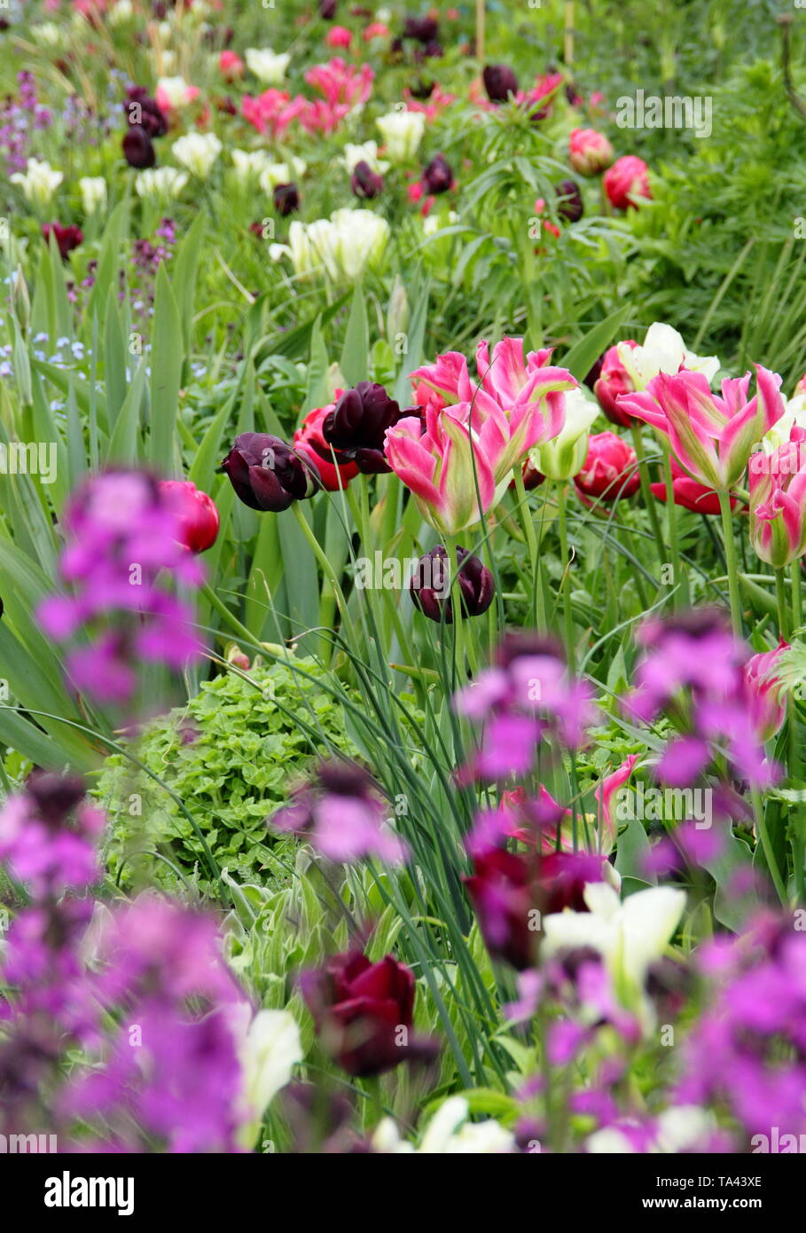 Tulip renown unique hi-res stock photography and images - Alamy