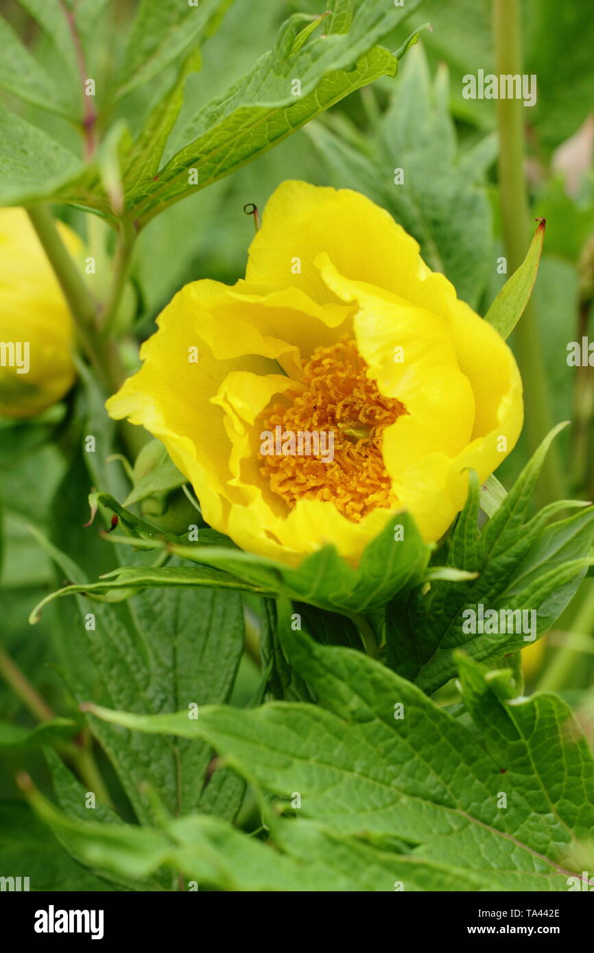 Paeonia lutea var. ludlowii. Vibrant papery blossoms of Tree peony 'Lutea' in a spring garden - UK Stock Photo