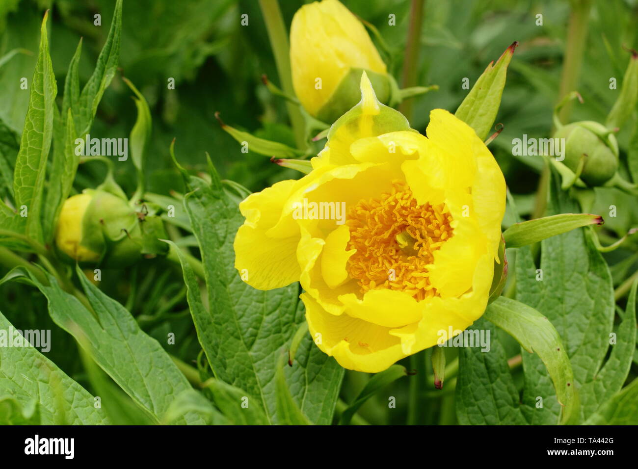 Paeonia lutea var. ludlowii. Vibrant papery blossoms of Tree peony 'Lutea' in a spring garden - UK Stock Photo
