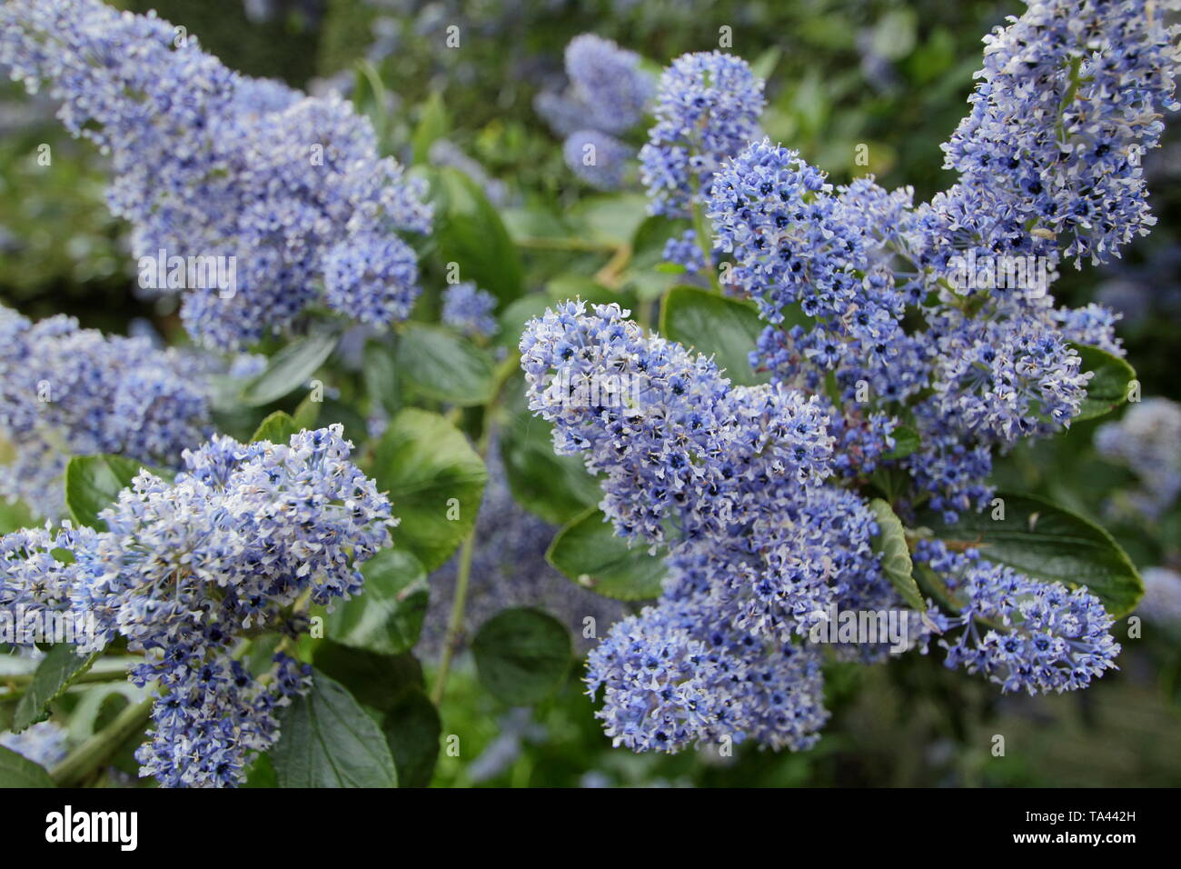 Ceanothus arboreus 'Trewithen Blue'.  Blossoms of Californian lilac 'Trewithen Blue'  in mid spring - UK. AGM Stock Photo