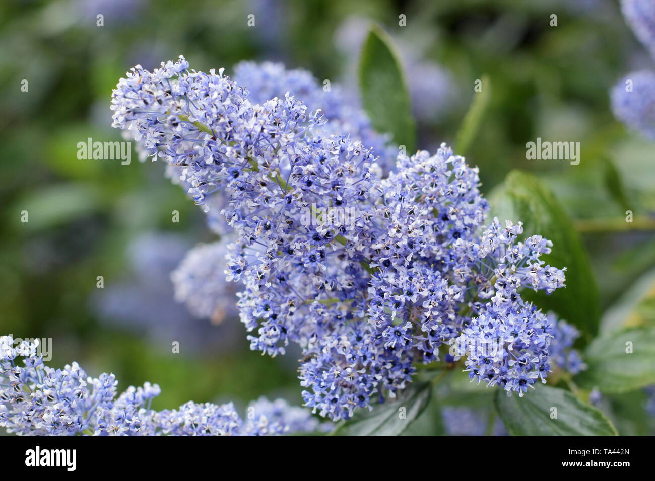 Ceanothus arboreus 'Trewithen Blue'.  Blossoms of Californian lilac 'Trewithen Blue'  in mid spring - UK. AGM Stock Photo