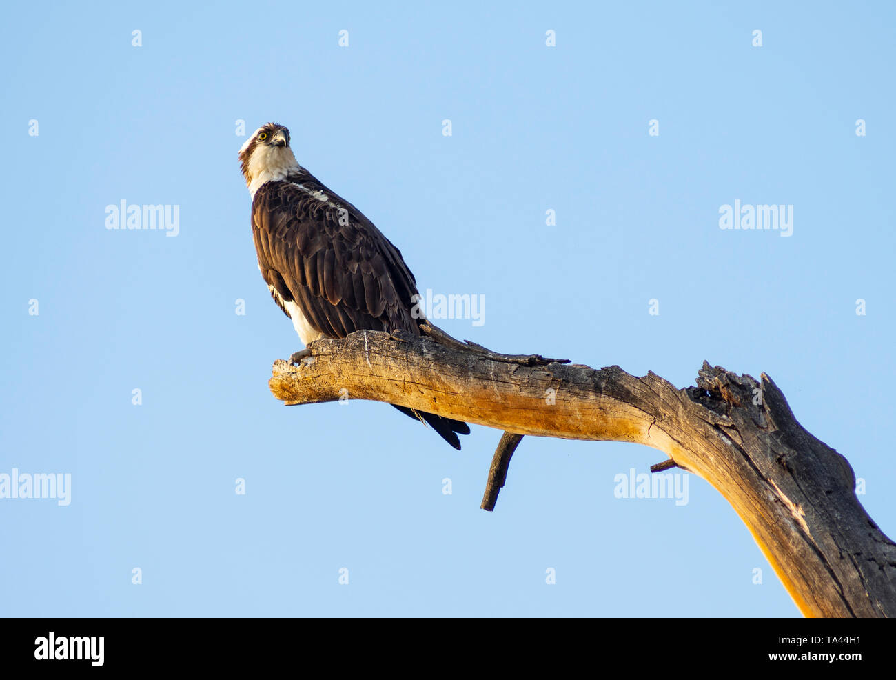 American Raptor Bald eagle bird raptor hunter symbol endangered tree nest wilderness hi ...
