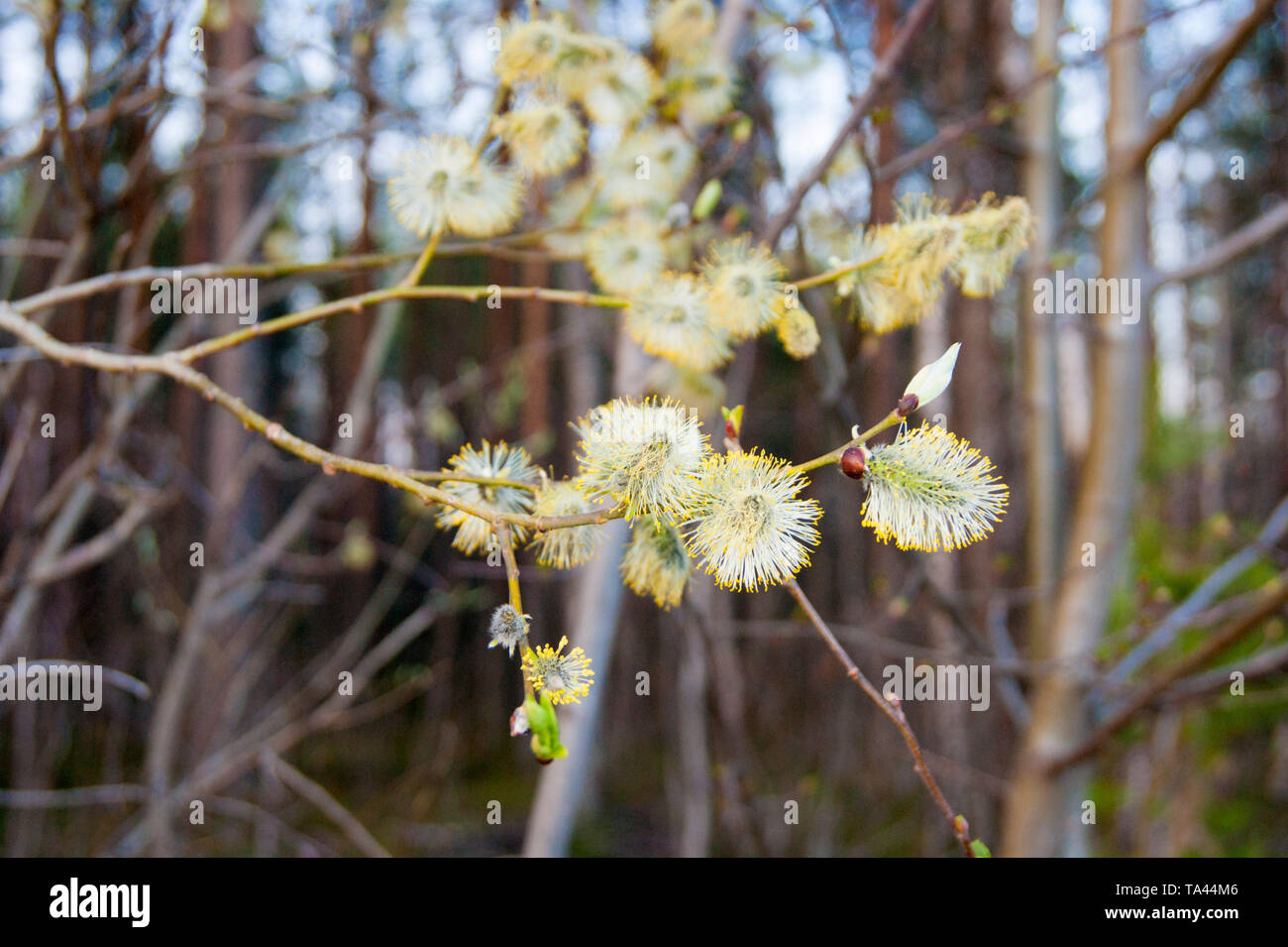 Sticky willow hires stock photography and images Alamy