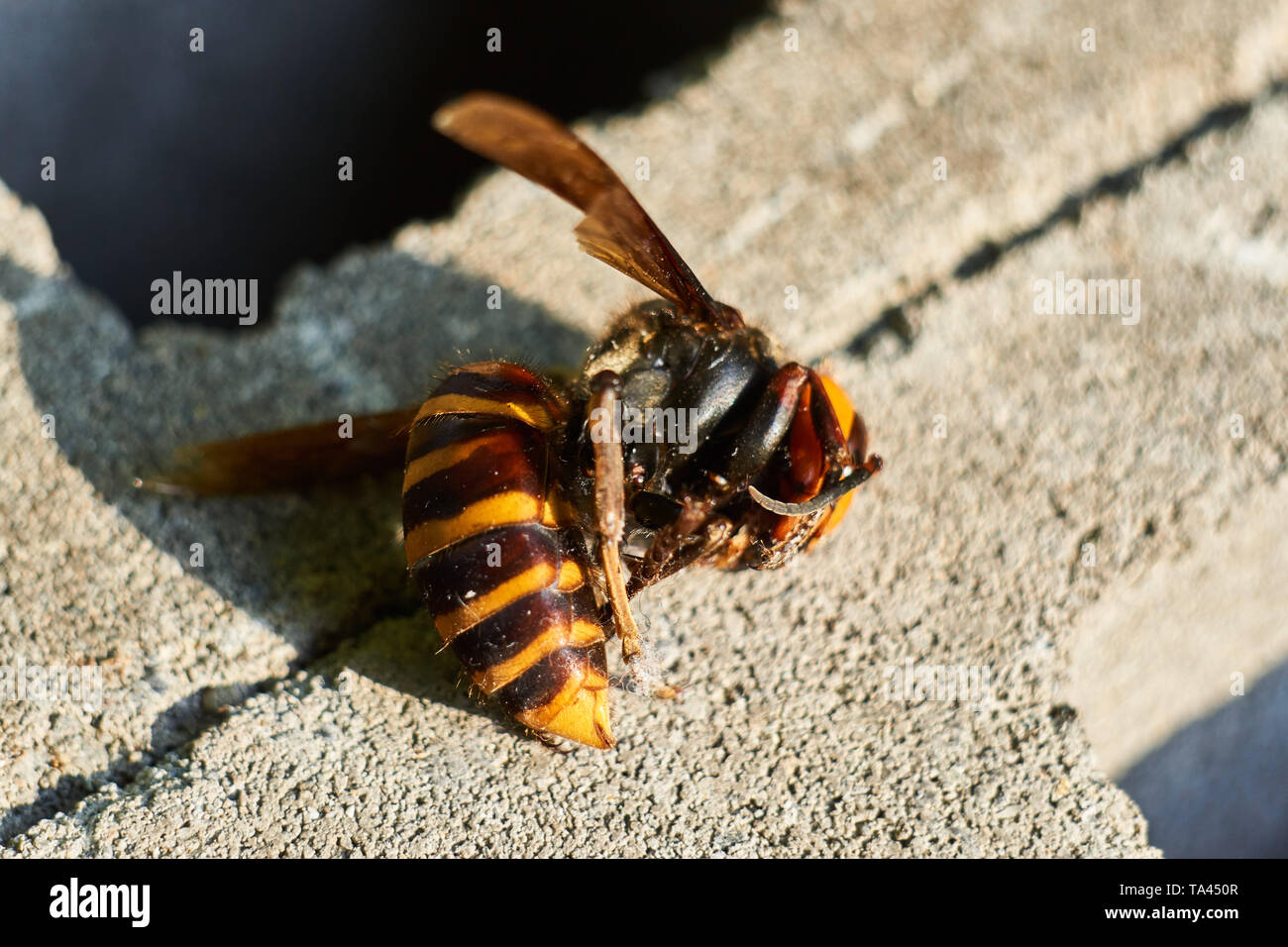 The body of a dead Asian Japanese Giant Hornet (Vespa mandarinia Japonica) on a concrete block (concrete masonry unit). Stock Photo