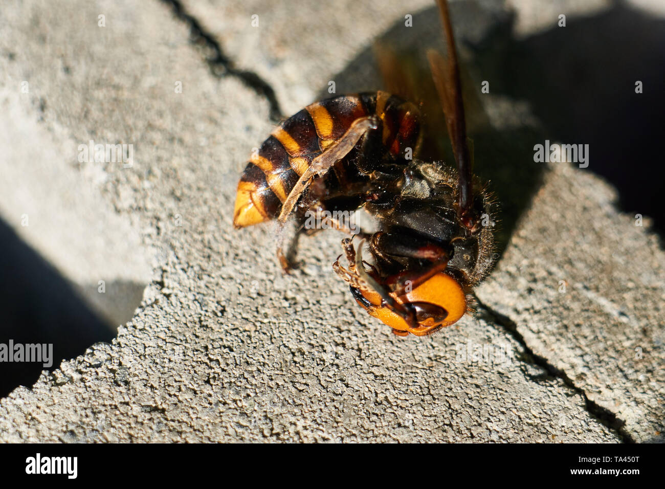 The body of a dead Asian Japanese Giant Hornet (Vespa mandarinia Japonica) on a concrete block (concrete masonry unit). Stock Photo