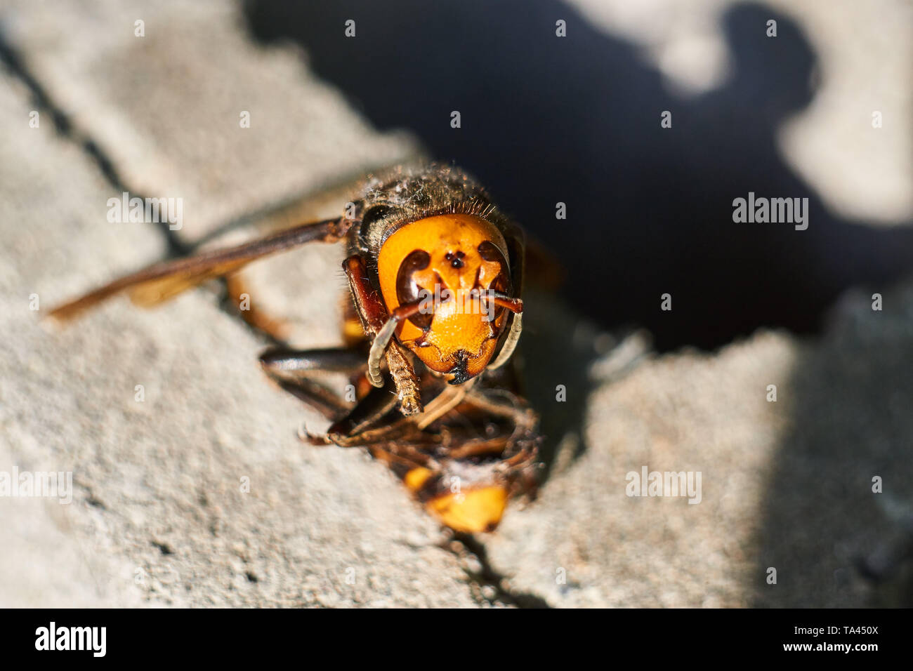 The body of a dead Asian Japanese Giant Hornet (Vespa mandarinia Japonica) on a concrete block (concrete masonry unit). Stock Photo