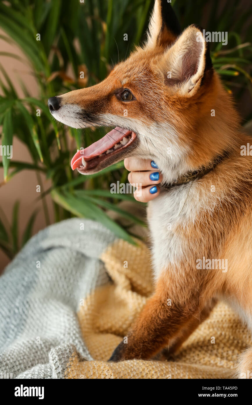 Cute funny fox with owner at home Stock Photo - Alamy