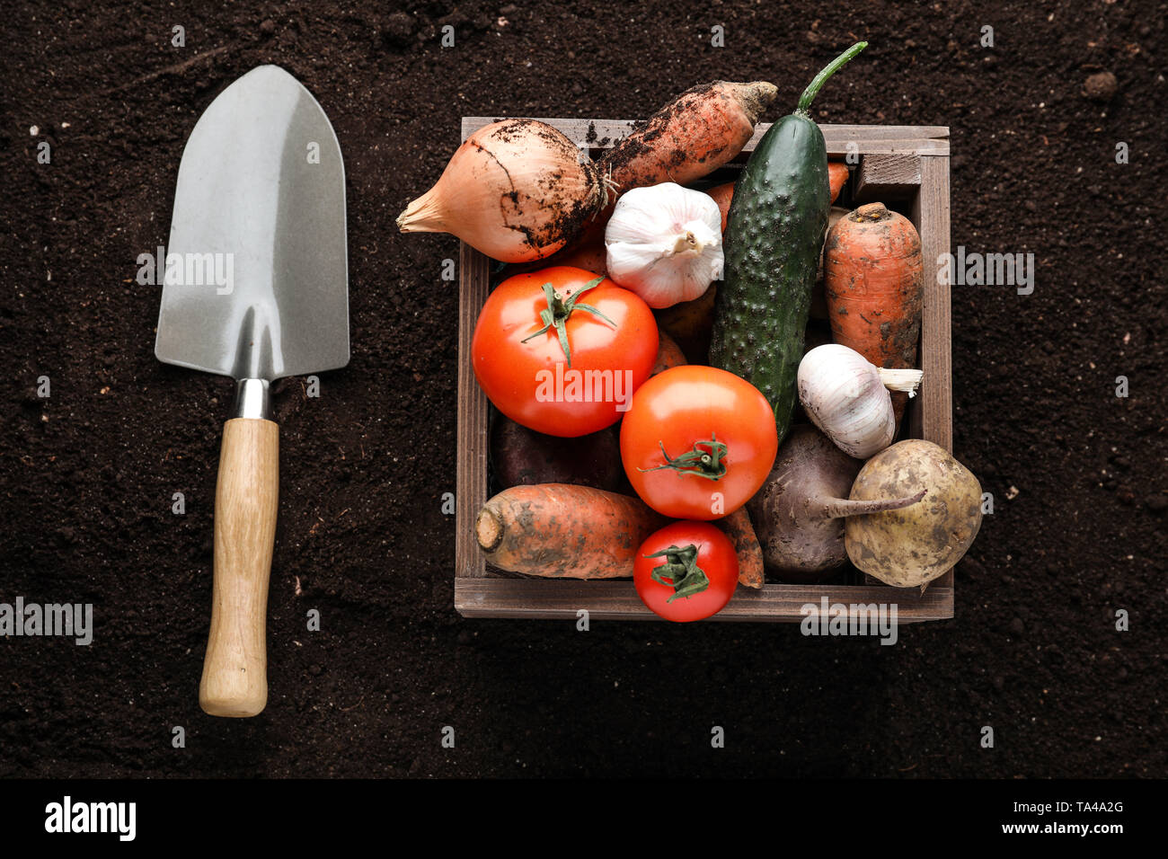 Wooden box with fresh harvest and gardening shovel on soil Stock Photo