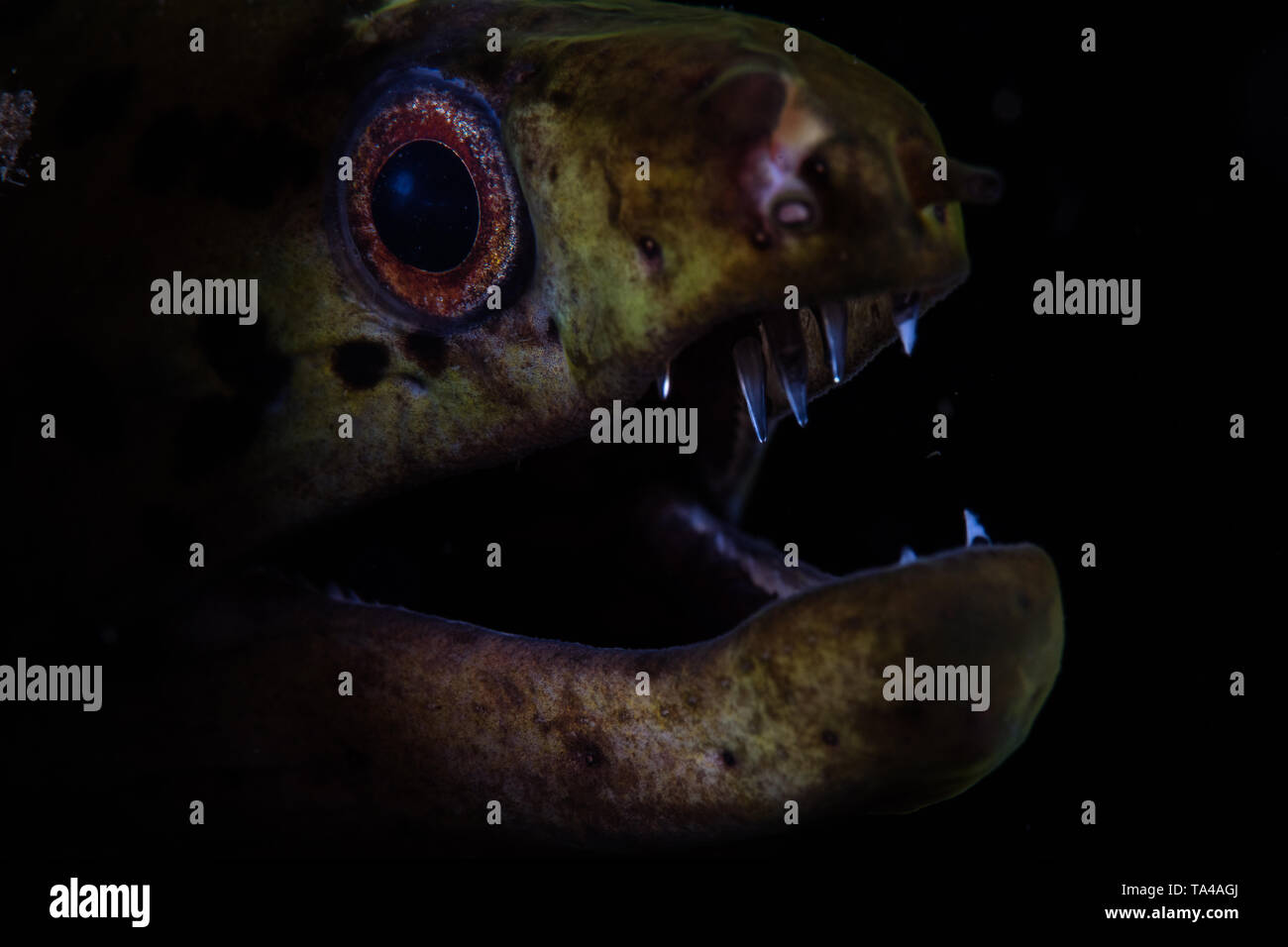 A Fimbriated moray eel opens its jaws in Komodo National Park