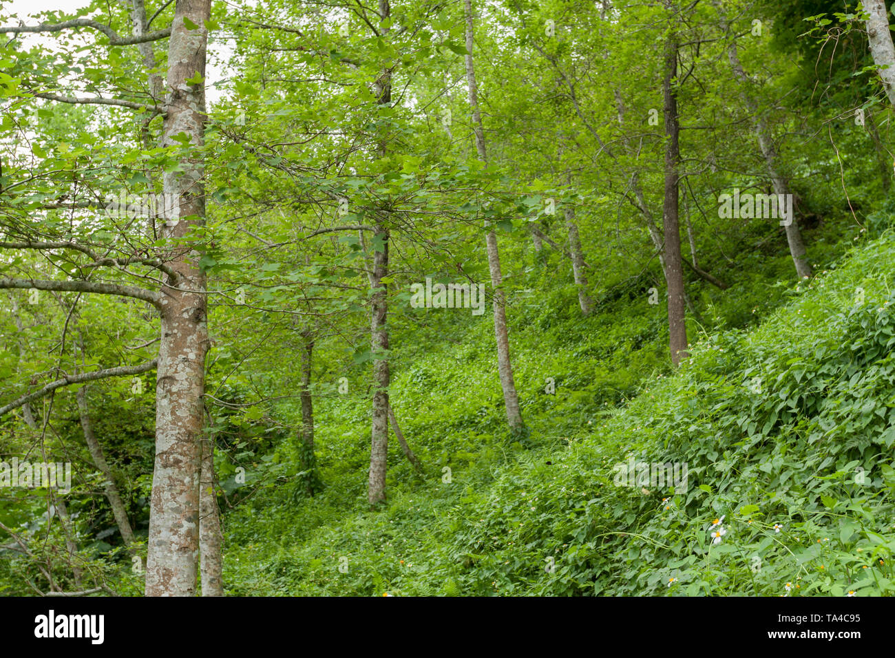 Chinese sweet gum (Liquidambar formosana) aka Formosan gum trees grow in woodland covered with green vegetation on a hill, Hualien County, Taiwan Stock Photo
