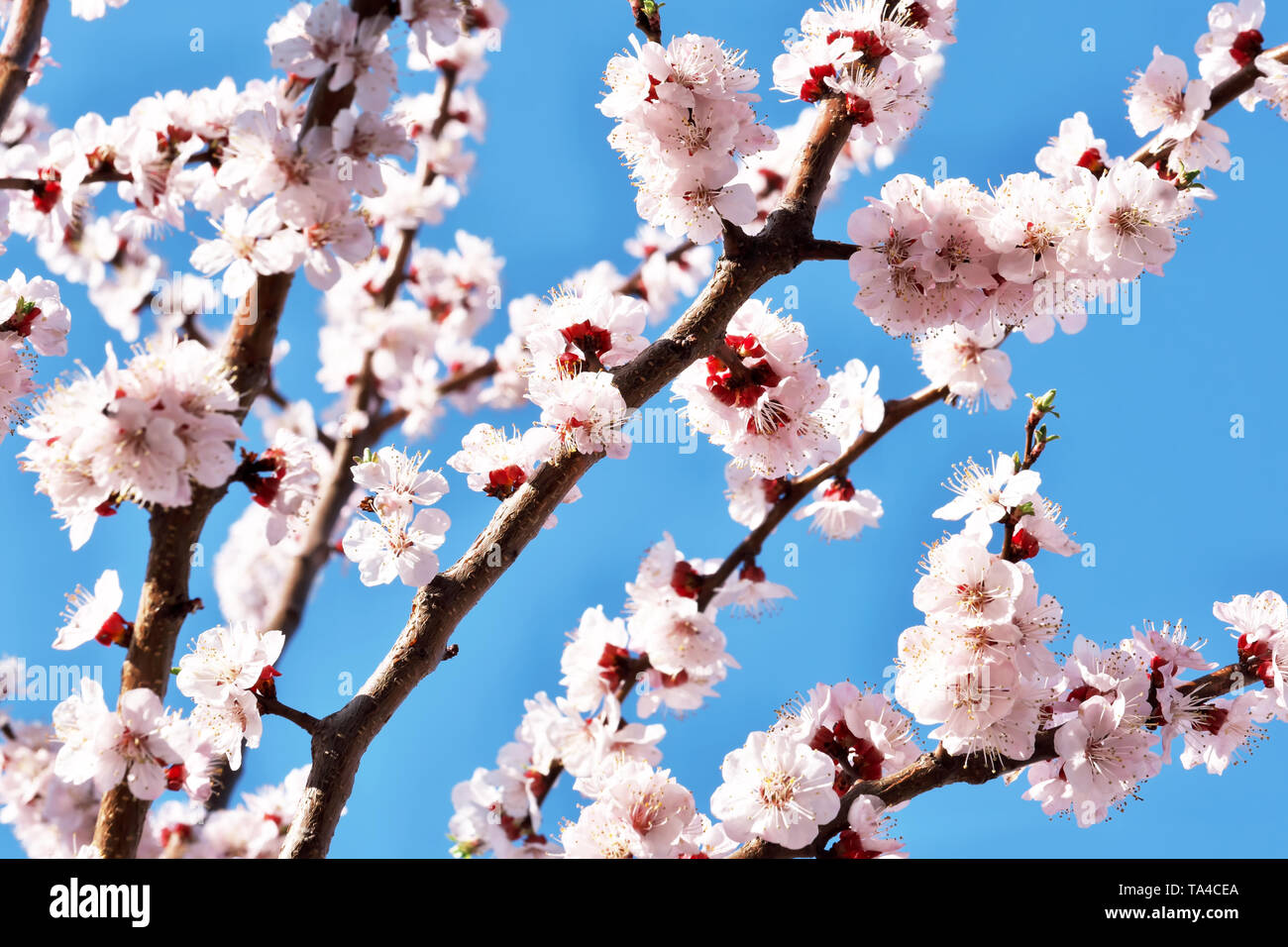 Apricots bloom beautiful pink flowers in a spring sunny day close-up Stock Photo