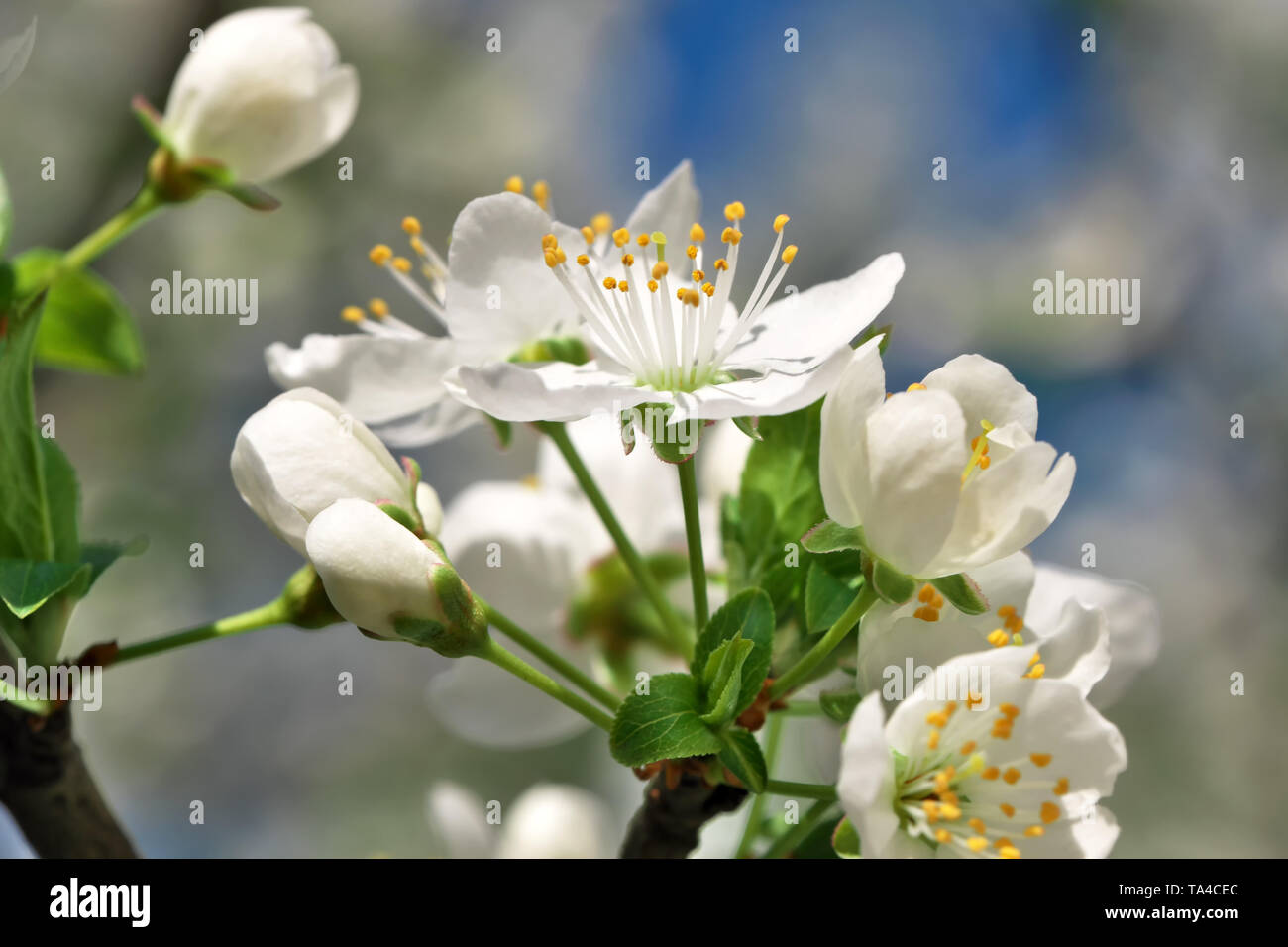 Cherries bloom beautiful white flowers in a spring sunny day close-up Stock Photo