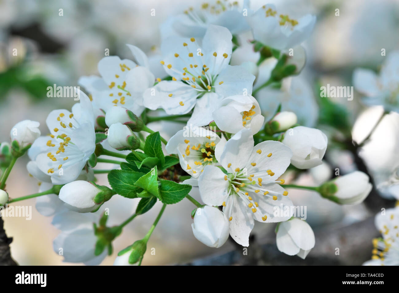 Cherries bloom beautiful white flowers in a spring sunny day close-up Stock Photo