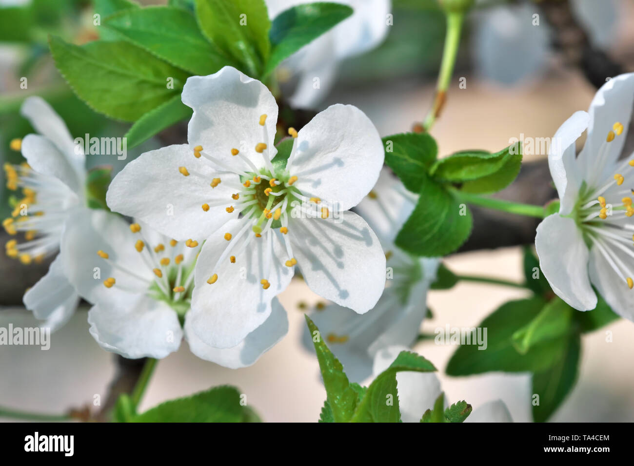 Cherries bloom beautiful white flowers in a spring sunny day close-up Stock Photo