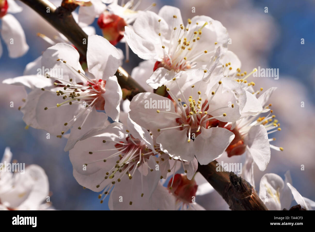 Apricots bloom beautiful pink flowers in a spring sunny day close-up Stock Photo