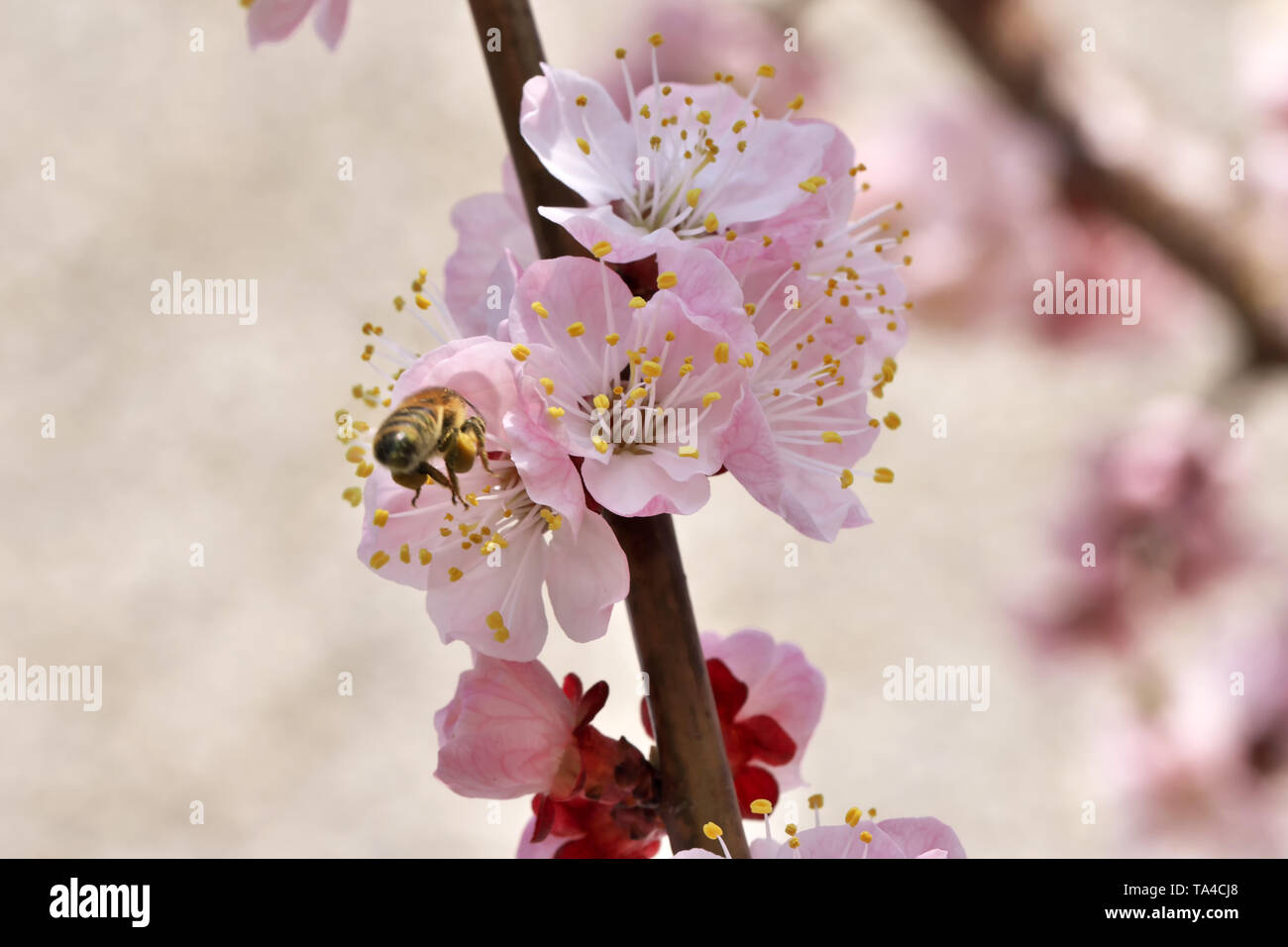 Closeup apricot flowers bloom on a bright sunny spring day in a fruit garden close-up macro photography Stock Photo